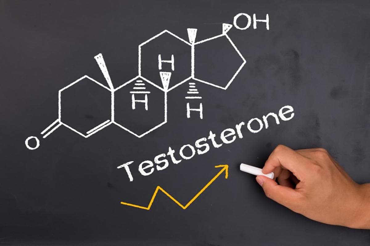 Immagine articolo Il Testosterone